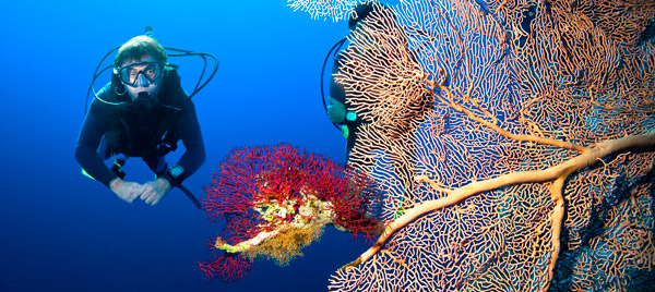 Pohnpei offers divers and snorkelers a mostly unexplored marine wonderland Pohnpei offers divers and snorkelers a mostly unexplored marine wonderland