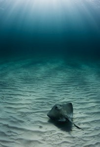 Stingray near Na Island, Pohnpei, Federated States of Micronesia (FSM)