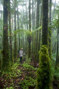Hiking along the central ridge east of Pehleng, Pohnpei, Federated States of Micronesia (FSM)