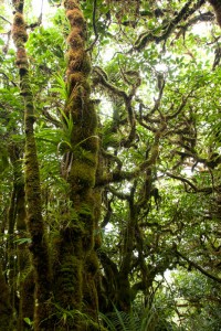 Twisted tree-life on the central ridge north of Enipein, Pohnpei, Federated States of Micronesia (FSM)