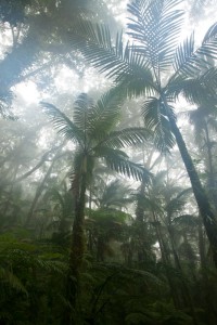 Foggy forests on the Nanipil approach to Nahnalaud, Pohnpei, Federated States of Micronesia (FSM)