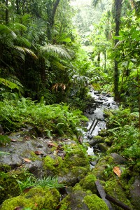 Nankepinmerepw valley, Pohnpei, Federated States of Micronesia (FSM)