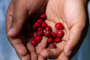 Adenanthera pavonina (Red Sandlewood), Pohnpei, Federated States of Micronesia (FSM)