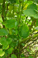 Sakau (Piper methysticum), a.k.a. kava