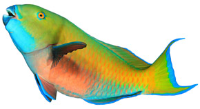 Parrot fish