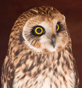 Pohnpei's Short-Eared Owl (Asio flammeus)