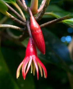 Mangrove blossom, Pohnpei, Federated States of Micronesia (FSM)