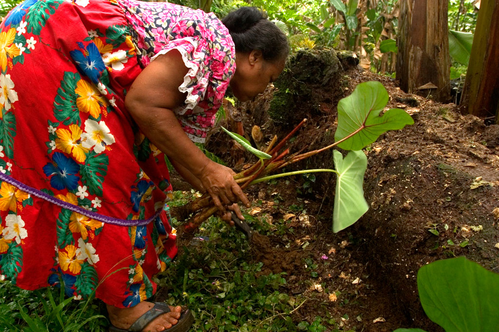 Planting taro, Pohnpei, Federated States of Micronesia (FSM)