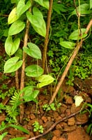 Yam vines