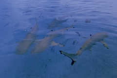 Black tip reef sharks at Ahnd Atoll (PC: Tia Panuelo)