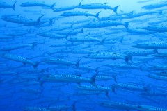 School of Barracudas-02