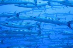 School of Barracudas - 01