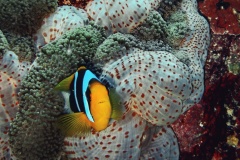 Orangefin Anemonefish