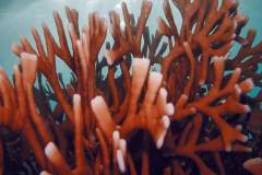 Fire Coral