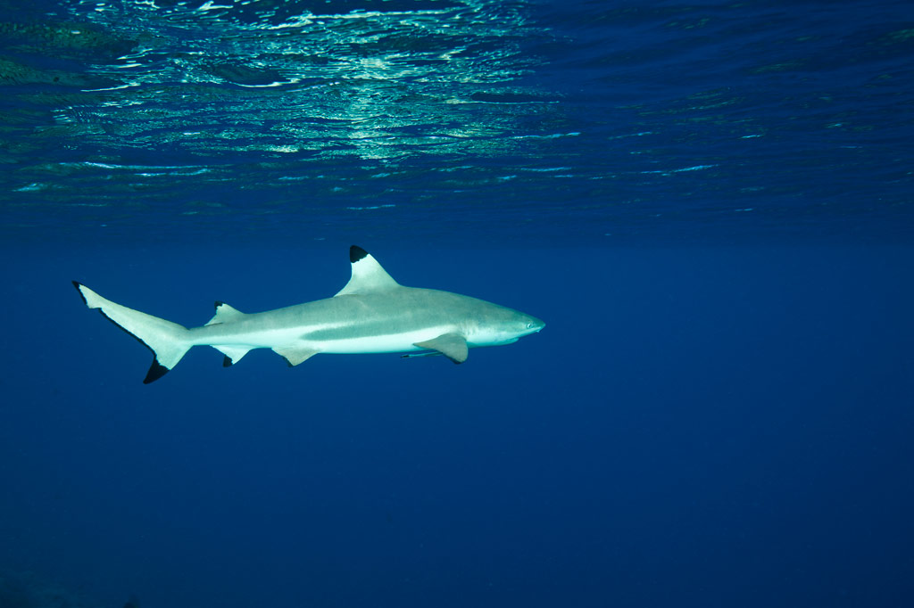 Pohnpei Diving – And Atoll