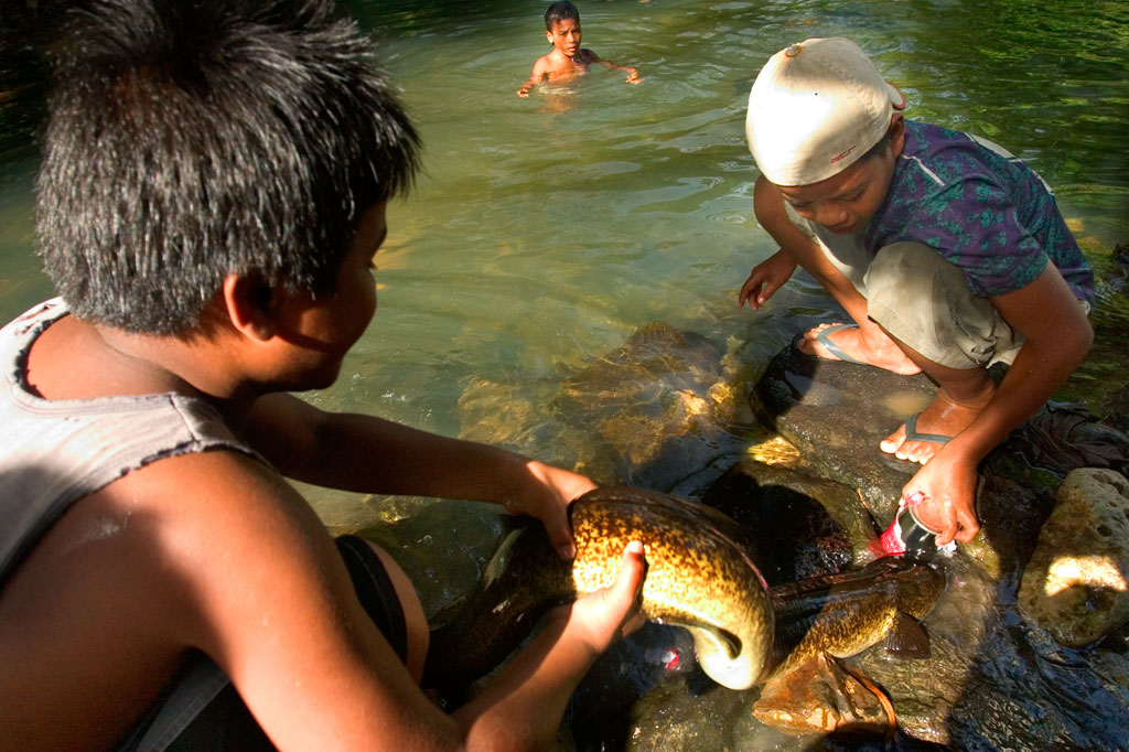 Pilen Seleur Eel Pools