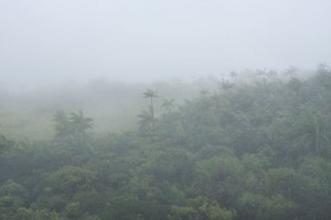 Fog envelopes the forest at the summit of Nahnalaud