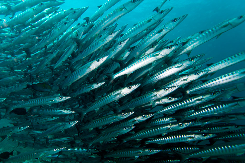 Pohnpei Diving – East Side Sites