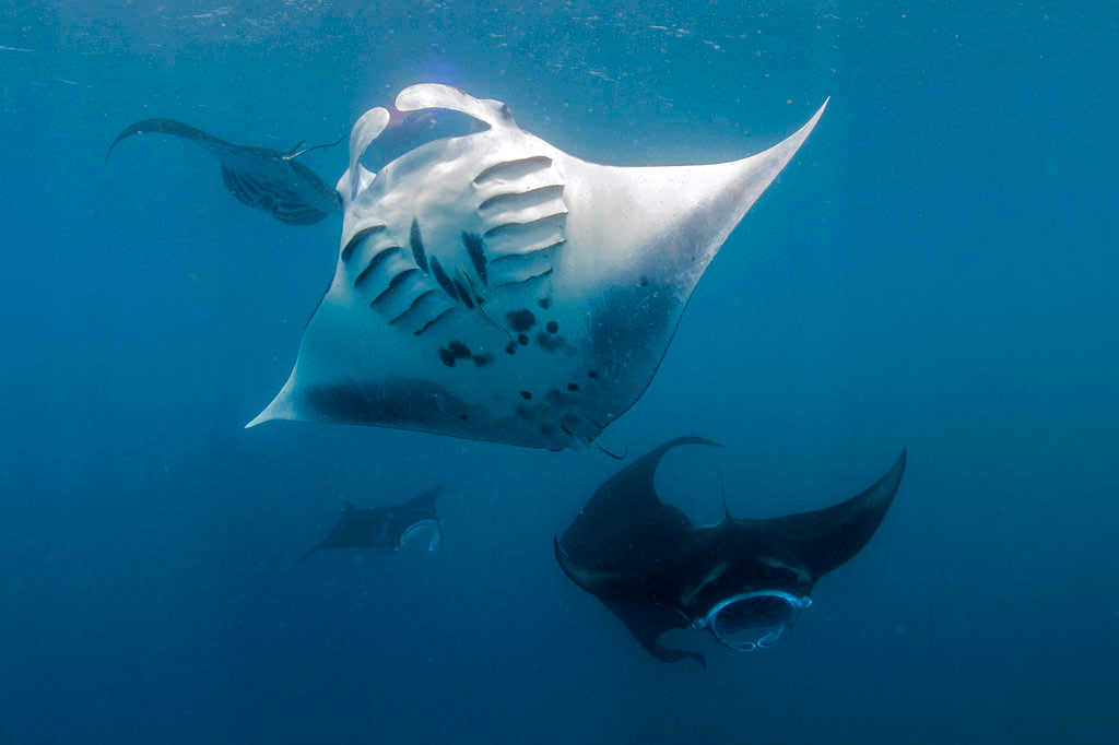 Pohnpei Diving – North Side Sites