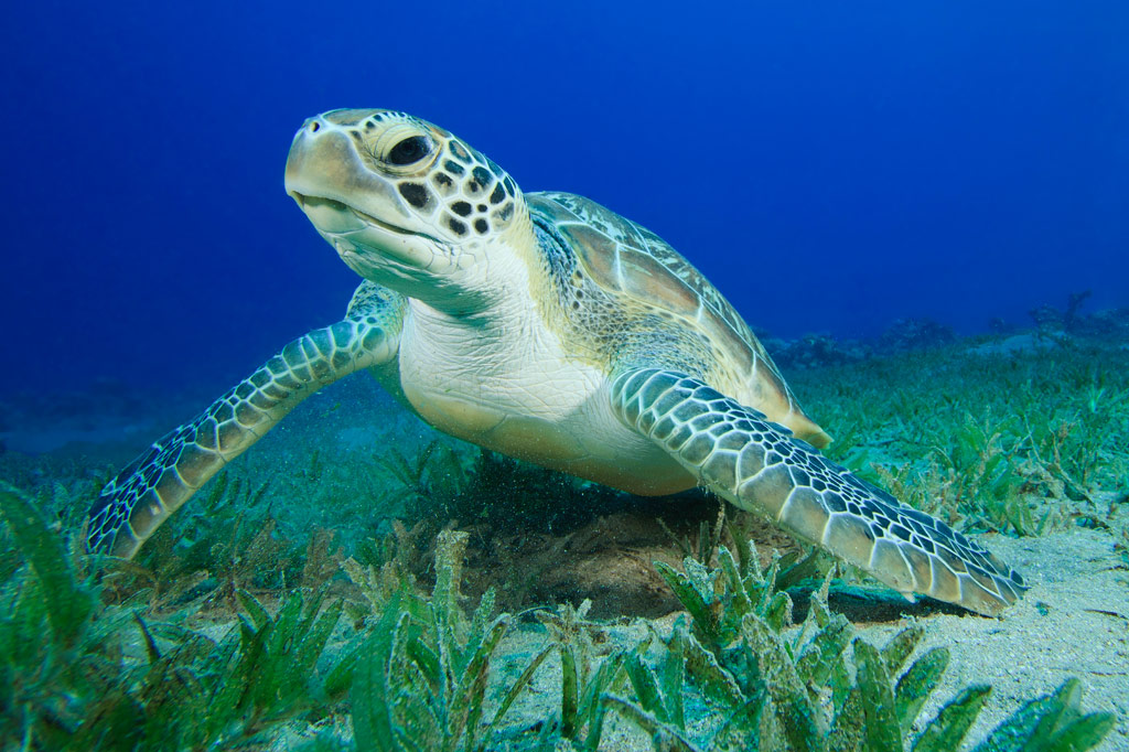 Pohnpei Diving – South Side Sites