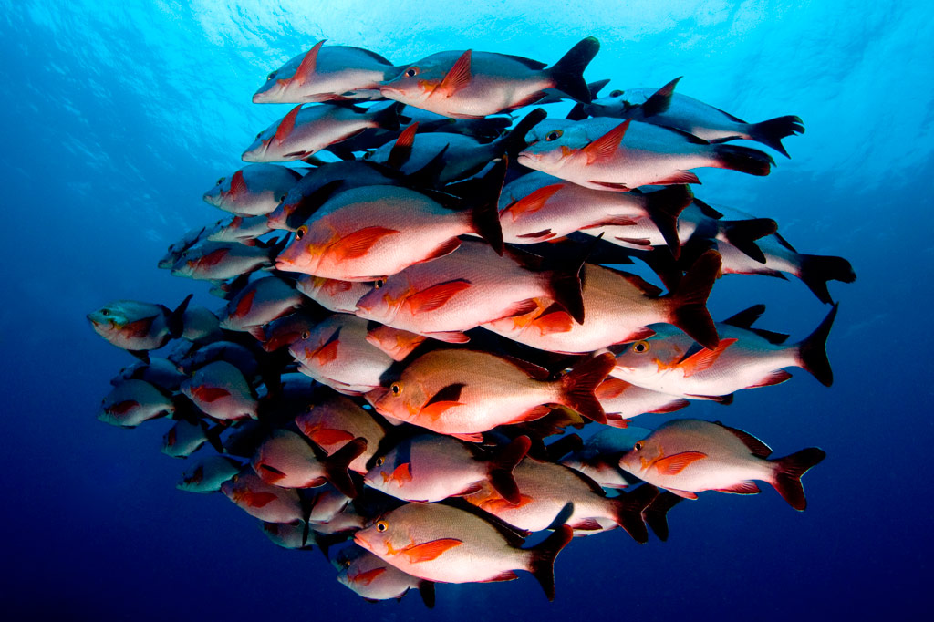 Pohnpei Diving – West Side Sites