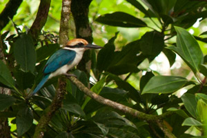 Micronesian Kingfisher